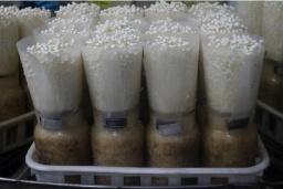 金针菇可以再生吗,金针菇切下根部怎样才能再生