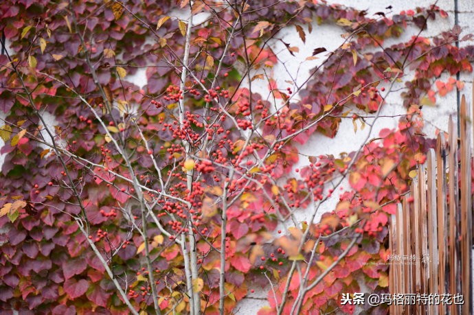 整个冬天都挂着的小红果，迷你山楂“冬果王”｜植物笔记