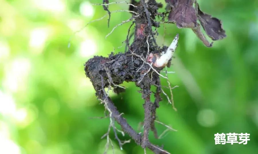 每天学习一味中药教学,每天学习一味中药薤白