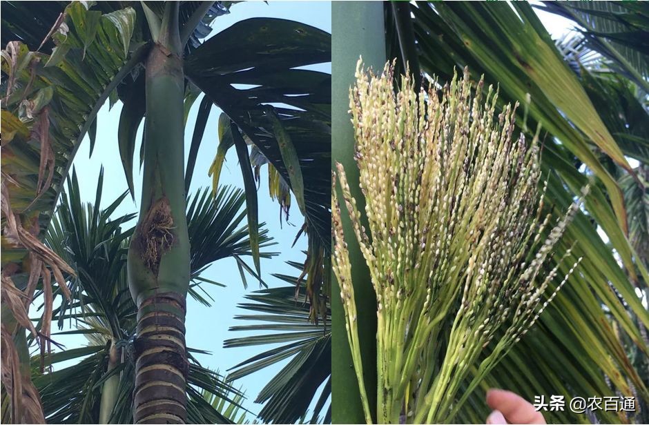 槟榔病虫害管理用药,海南槟榔5月份的病虫害管理