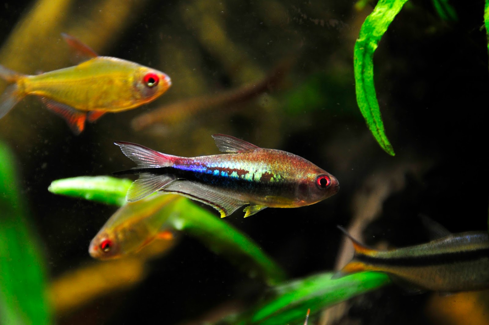 草缸灯鱼专用灯,草缸专用灯防太阳