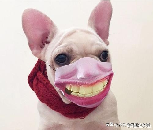 宠物口罩防病毒,疫情宠物口罩