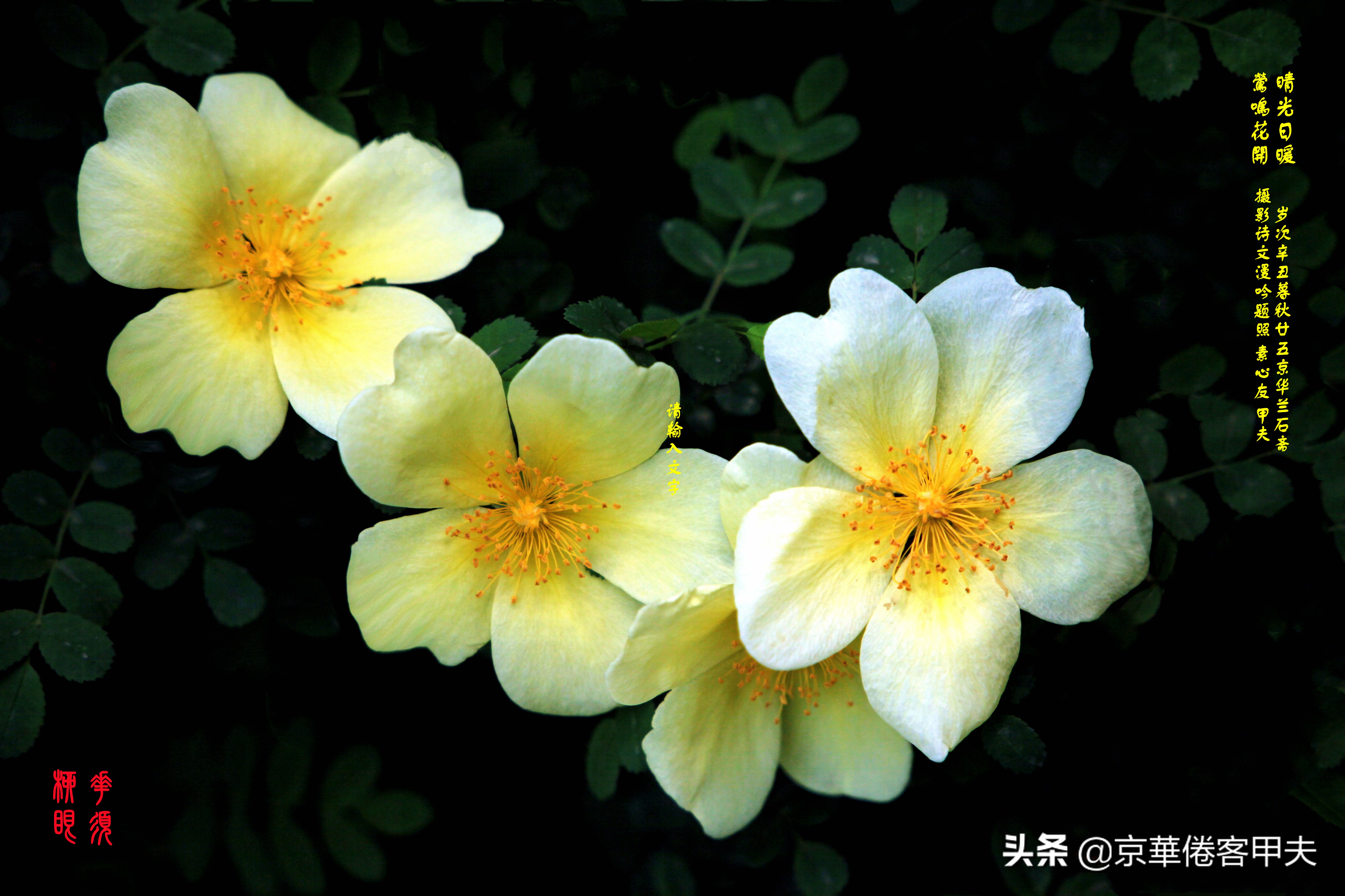 甲夫原创/詩語漫評：交颈相戏摇曳风姿，倾身顾盼生韵生情