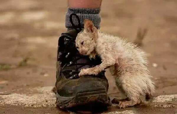 流浪猫怎么养才能不得传染病,流浪猫怎样养不会给自己传染病