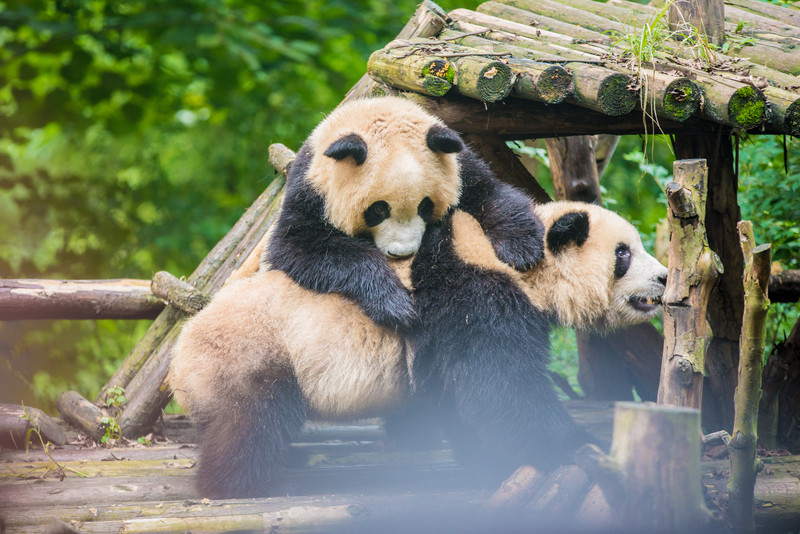 成都大熊猫去哪看,成都看大熊猫到哪里去看