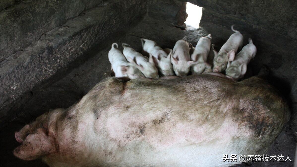 母猪产前不吃打什么针,母猪产前不吃食打什么针好