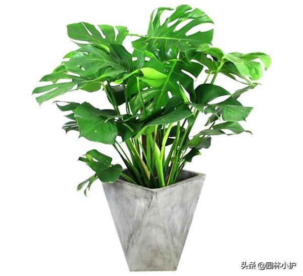 吸甲醛的绿植排名表,吸甲醛能力最强的绿植