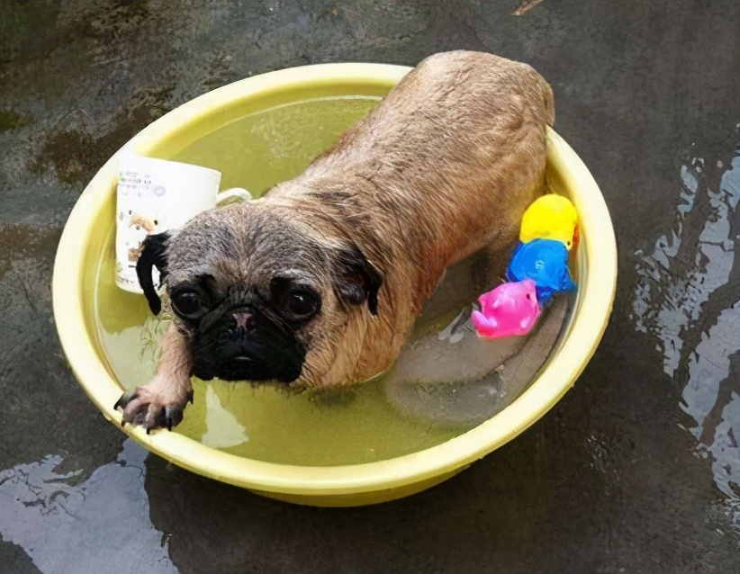 巴哥犬的体臭能彻底清除,两个月巴哥犬怎么除体臭