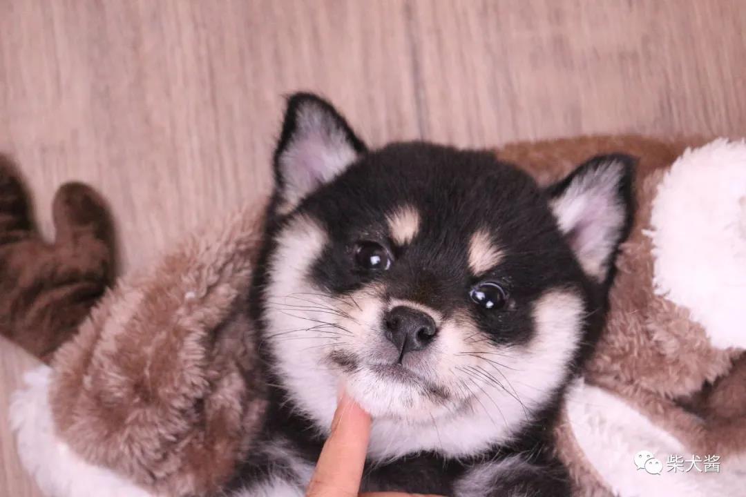 有没有便宜的柴犬,柴犬网上买的十元是真的吗