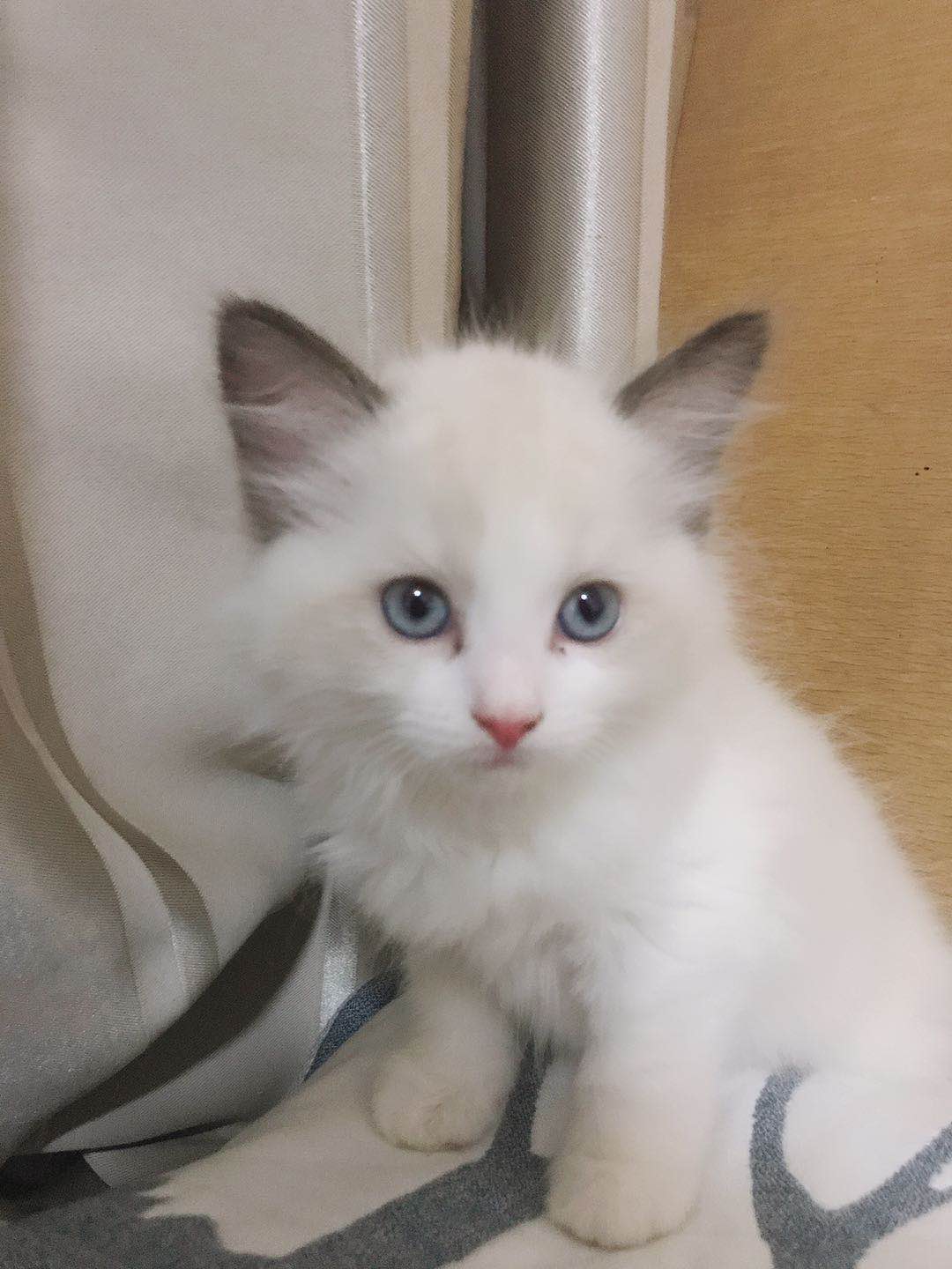 后院布偶猫好吗,怎么挑选传统系布偶猫