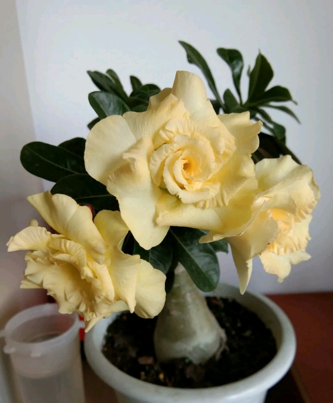 84个沙漠玫瑰品种，收起来慢慢看，待到来年春天选几种喜欢的养