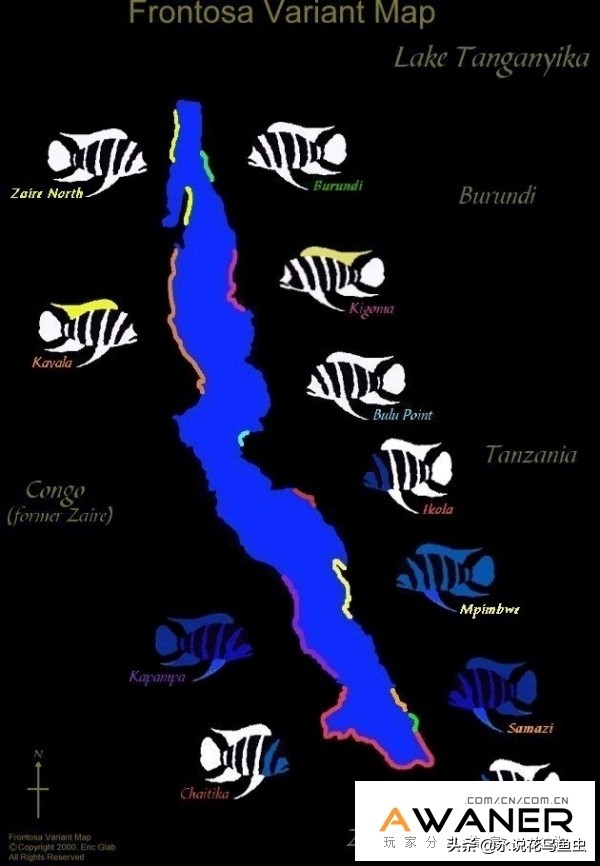 慈鲷鱼分类,慈鲷科鱼都是包括哪几种