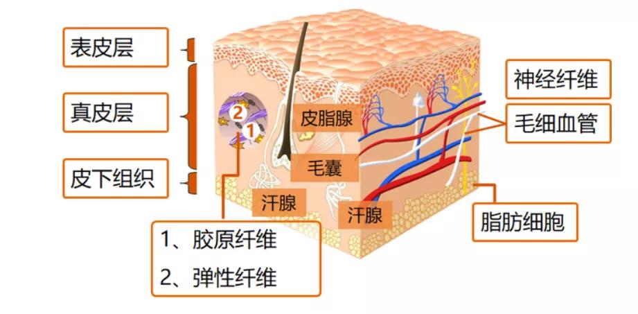 油皮控油的最好方法,混油皮夏季控油保湿