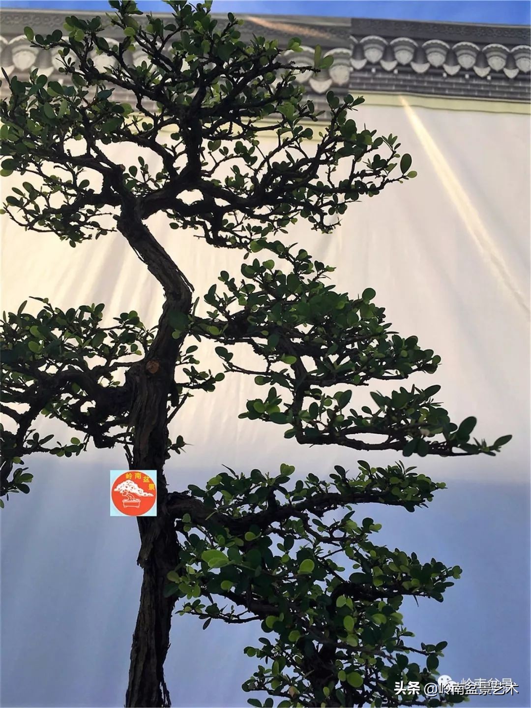 文人杂木盆景精品欣赏,可以做盆景的杂木图片大全