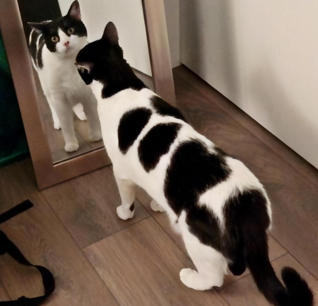 美短虎纹猫和中华田园猫的区别,这些名贵的中华田园猫你都知道吗