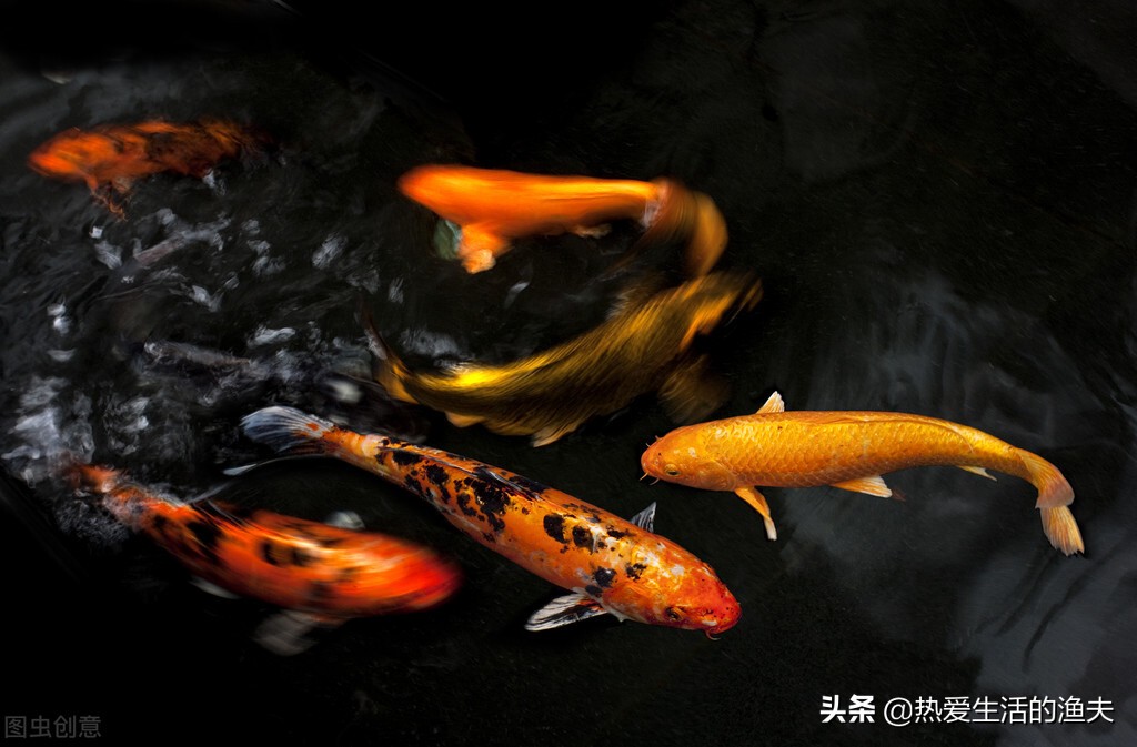 锦鲤怎么喂水不浑,锦鲤一般怎么喂食比较好