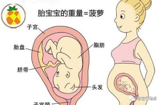 孕期周刊是什么软件,孕期知识百科十五周