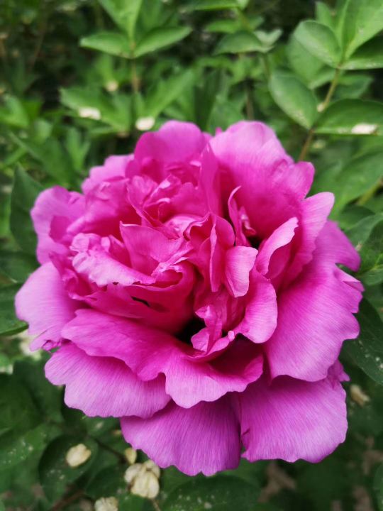 和平牡丹映新城