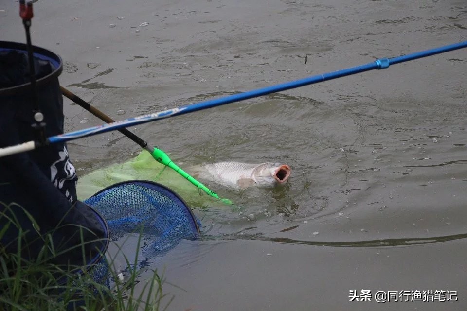 黑坑撒化肥,大多数钓友抱憾而归,唯独他狠狠给老板上了一课