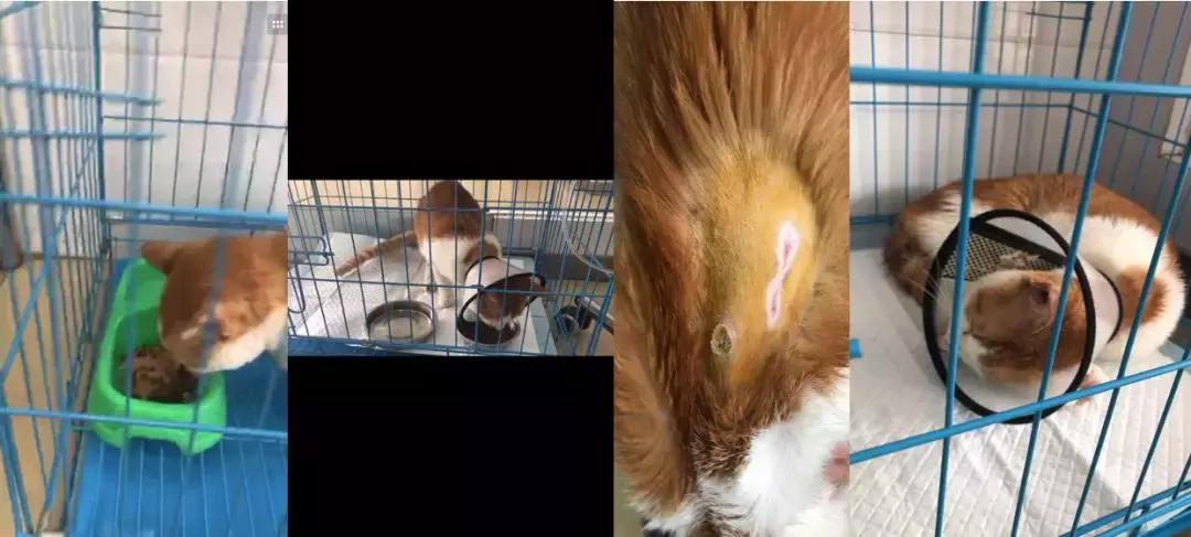 猫德动物医院治猫瘟,福懋动物医院好不好