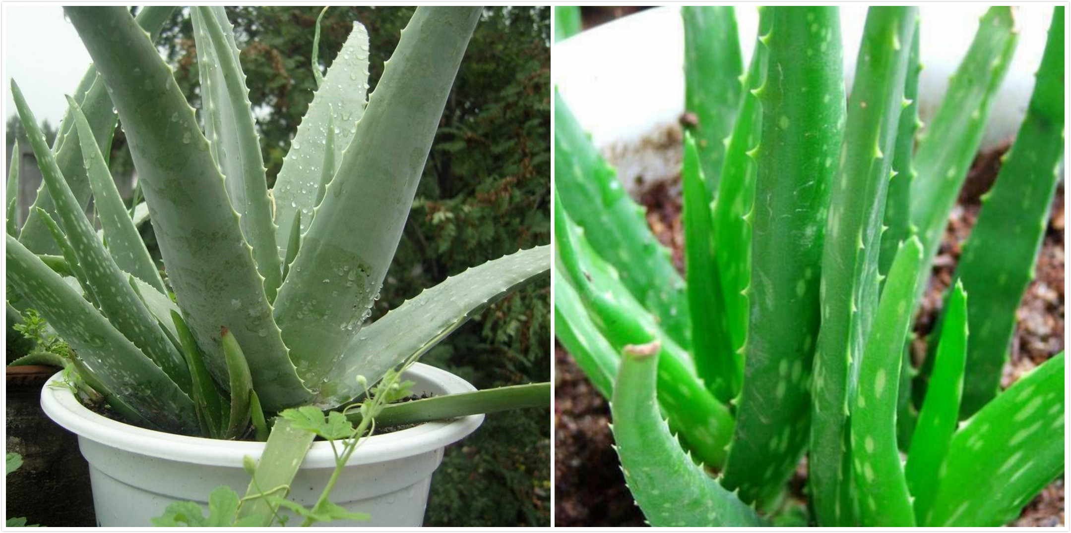 芦荟怎么洗脸效果最好,芦荟洗脸的正确方法