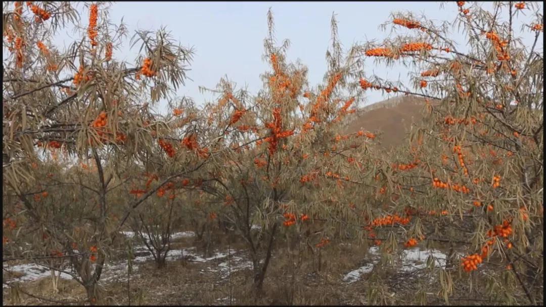 戈壁滩上的沙棘果成为致富果,小沙棘大产业