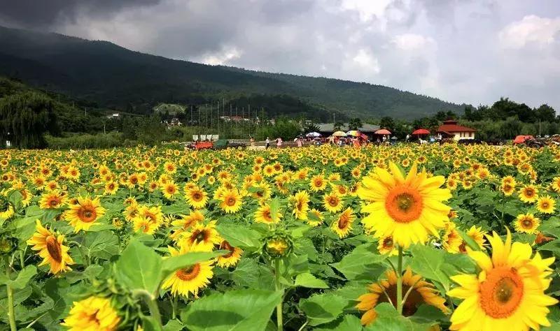 云南昆明小西湖,距离昆明3个小时车程的绝世仙境