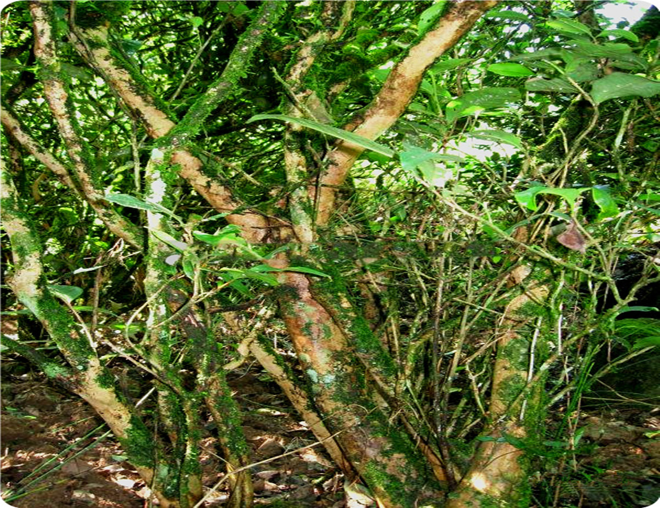 老枞水仙的枞味,老枞水仙茶是什么味道