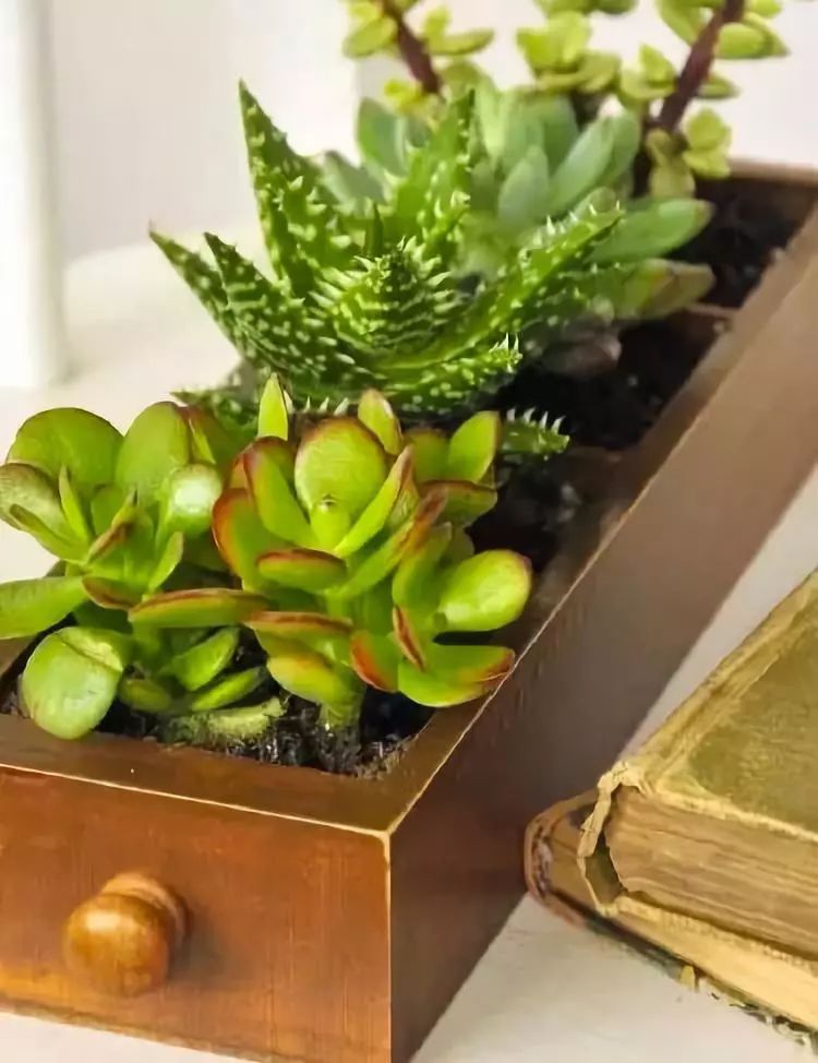 室雅何须大，花香不在多，在小屋里赏花种草，把日子过得刚刚好