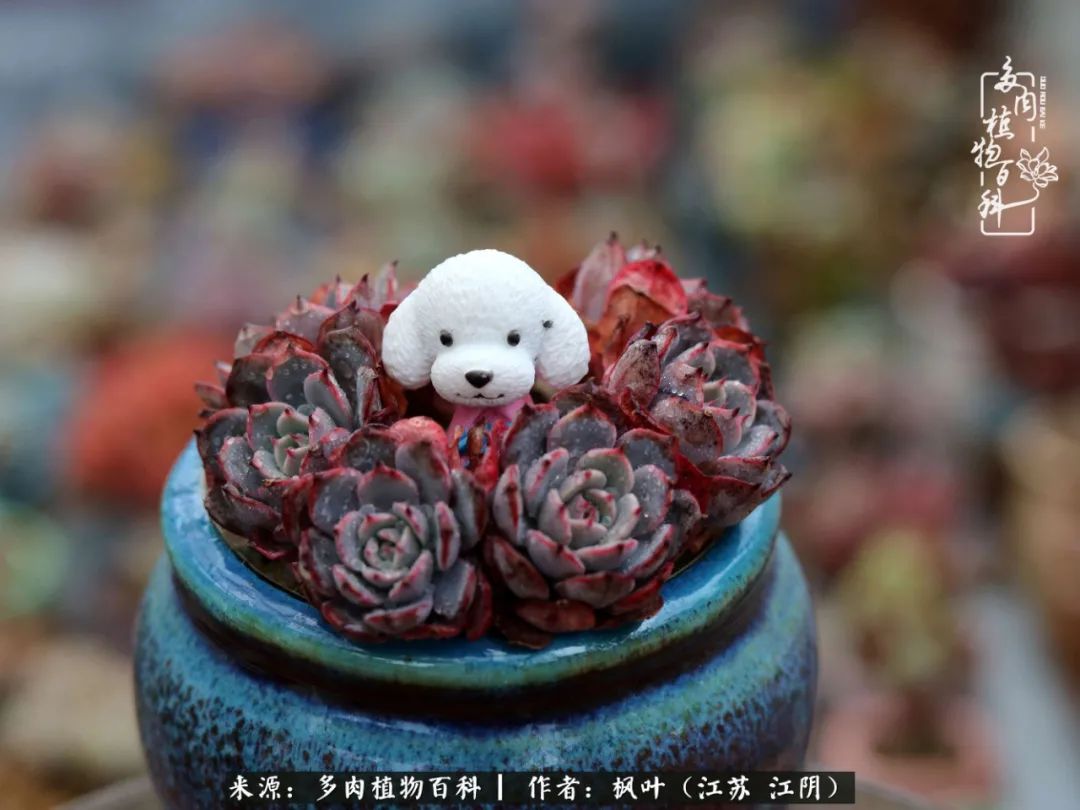 春有约，花不误，多肉与春天有个约会