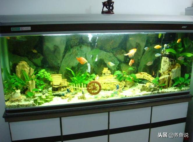 养鱼要避免阳光吗,养鱼要不要清理排泄物