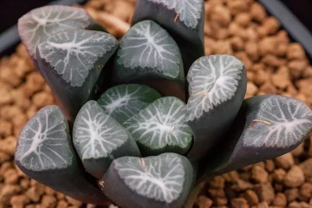 水晶的多肉植物有哪些品种,像水晶的多肉植物图片