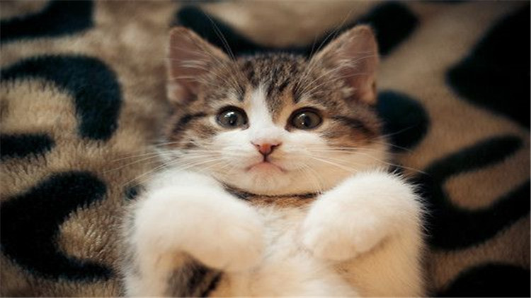 养猫怎么解决猫咪大小便,猫咪怎么养才能学会上厕所