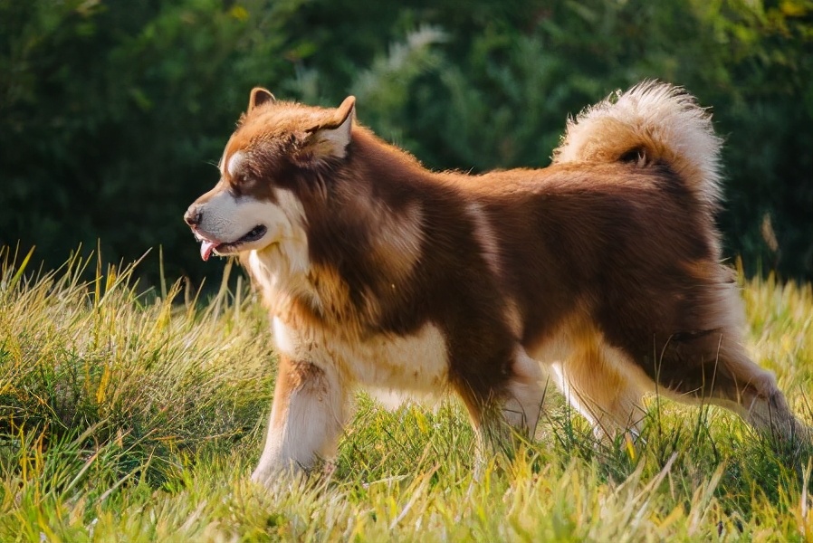 阿拉斯加犬有这几个表现,说明身上已经有很多“寄生虫”了