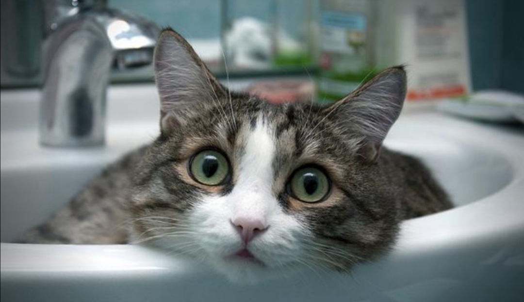 那只逮老鼠的猫老被绳子拴着