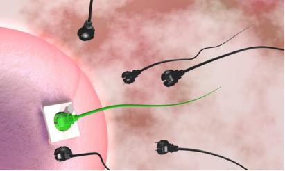 女人不孕不育抗体异常的多吗,女性抗精抗体阳性无法怀孕怎么办