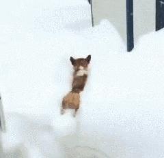 灏忕煭鑵挎煰鍩烘悶绗戣棰戝ぇ鍚堥泦,鍙埍鐨勫皬鐭吙鏌熀鐙楃嫍