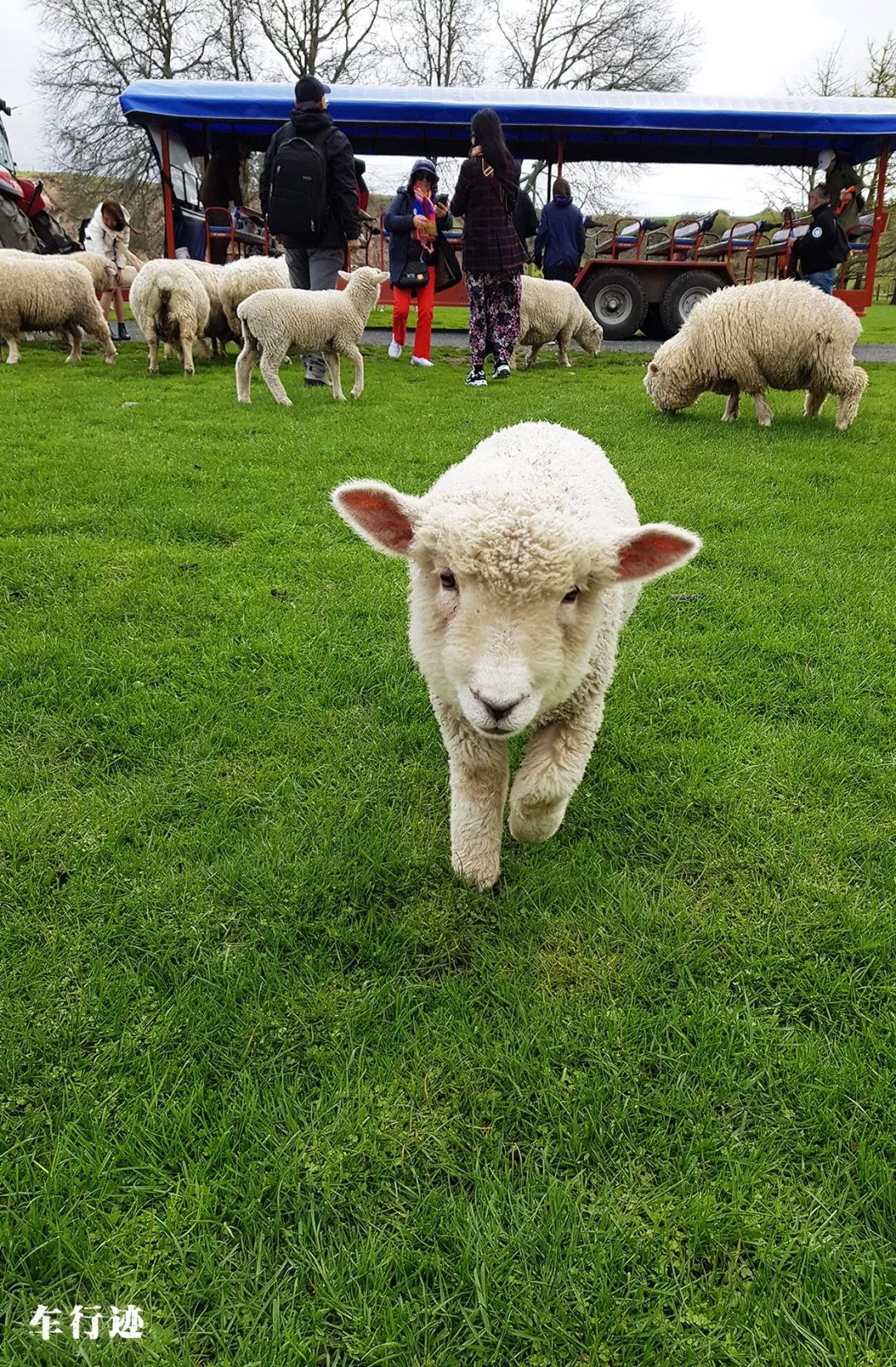 穿越新西兰北岛,新西兰北岛的真实生活最新
