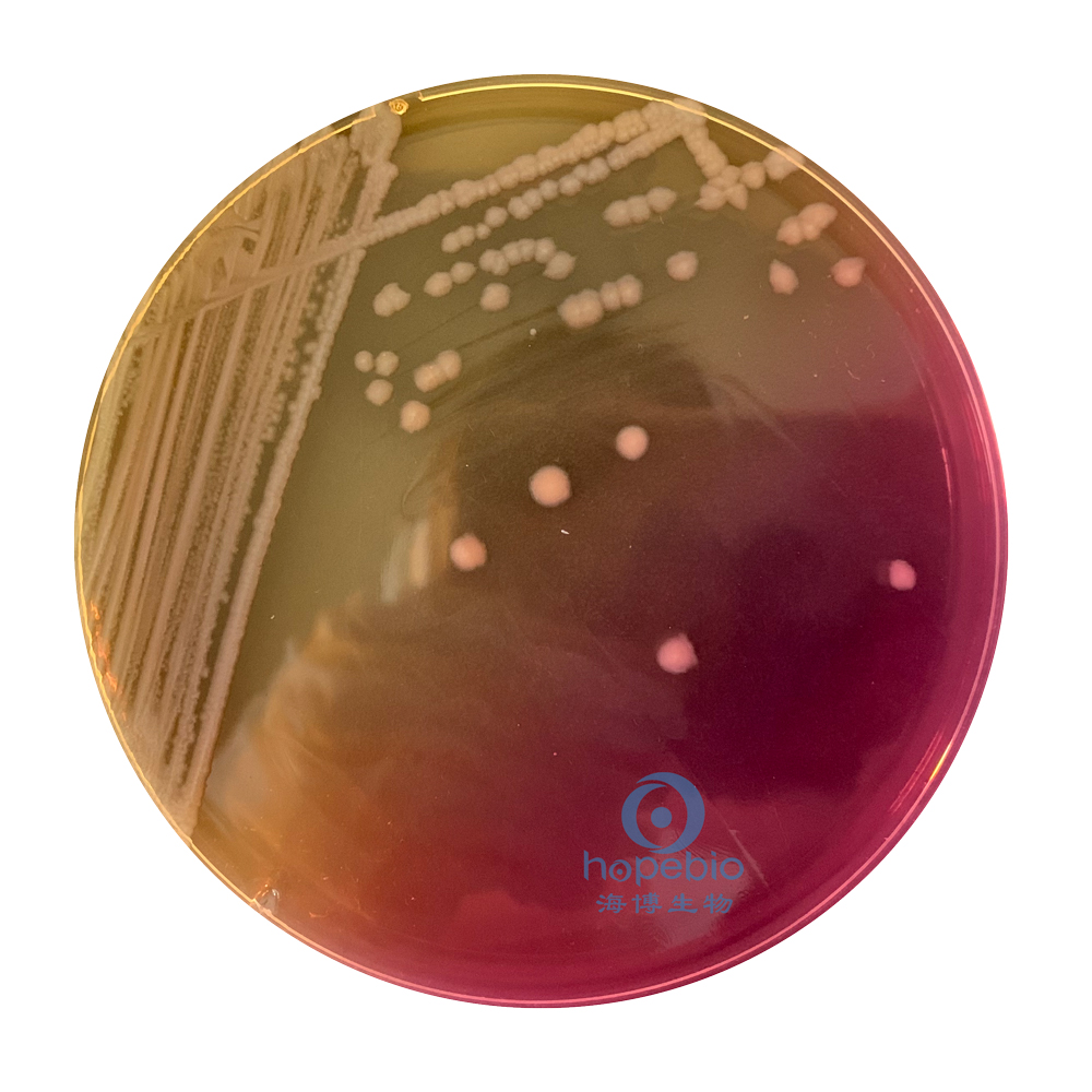 普通变形杆菌有哪些,为什么奇异变形杆菌那么难治