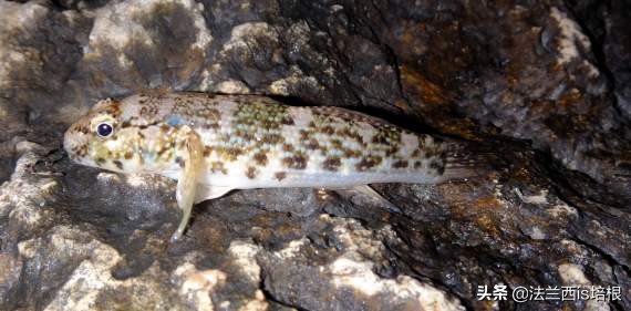 鱼的记忆只有七秒钟为什么是错的,鱼的记忆真的有七秒吗细思极恐