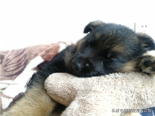 我可能对德牧有误解,有时它不过就是披着德牧皮囊的二哈