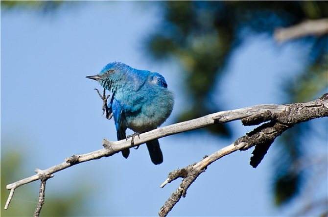 上帝和知更鸟,知更鸟为什么叫上帝之鸟