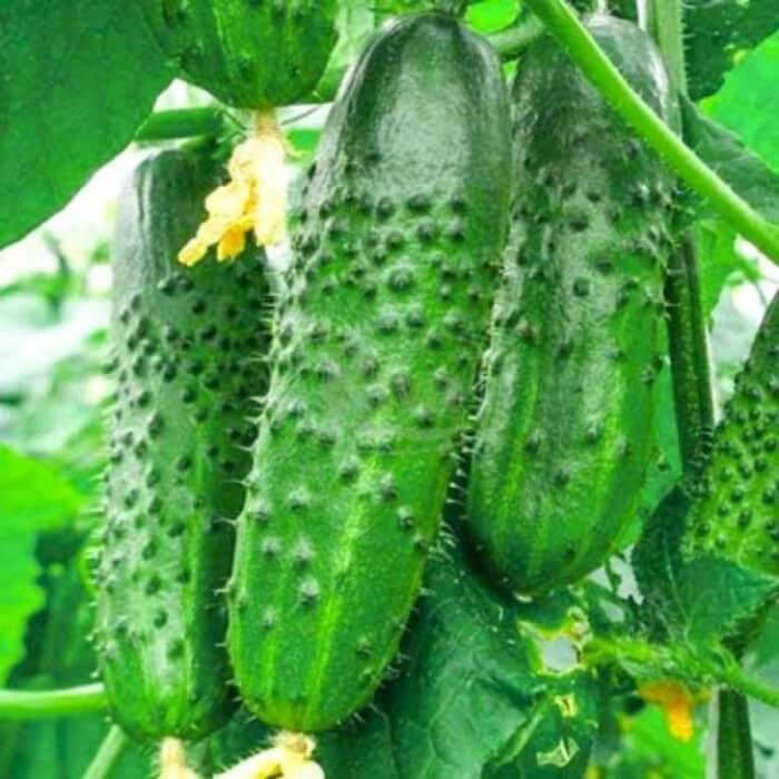 黄瓜的种类以及每种黄瓜的特征,又香又软的黄瓜品种