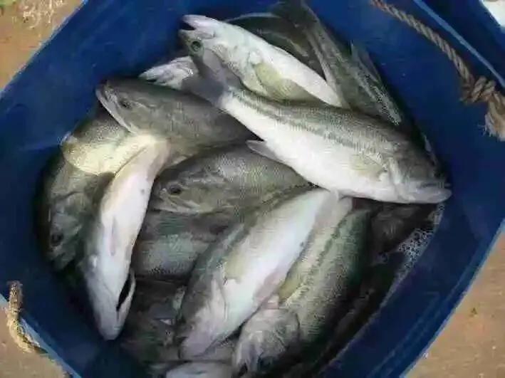 重庆师傅江湖菜,重庆火锅重庆火锅师傅