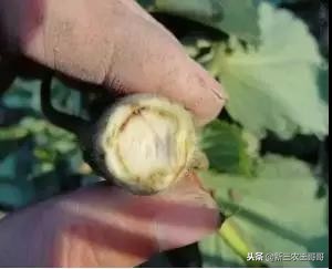 草莓烂根枯萎了如何补救,草莓烂根死苗是什么原因引起的