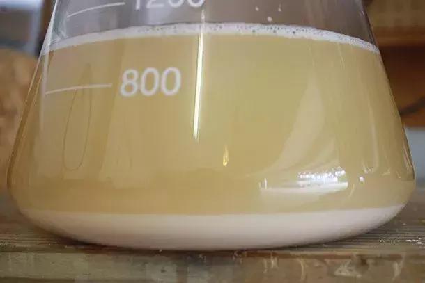 艾尔拉格啤酒区别,艾尔和拉格啤酒酿造区别在哪