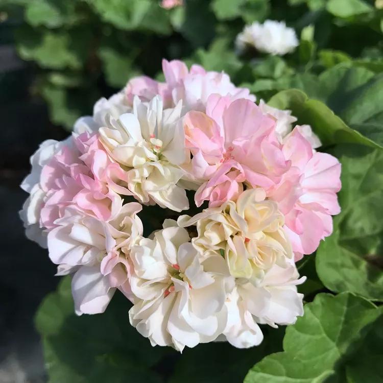 10种天竺葵,天竺葵100种图片大全