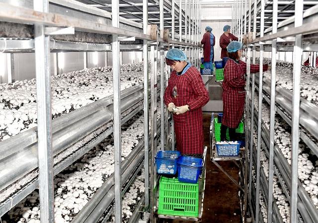 用玉米芯种植蘑菇后期怎样管理,玉米芯种植蘑菇出菇后的管理视频