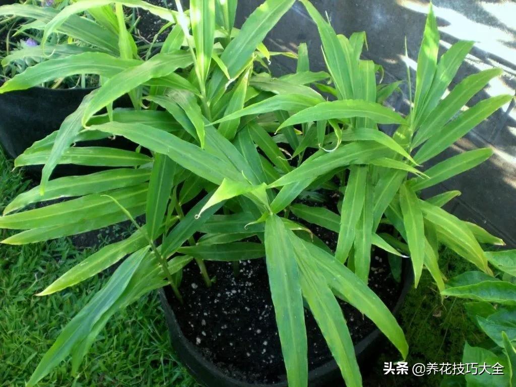 生姜的盆栽需要晒太阳吗,生姜怎么在室内盆栽
