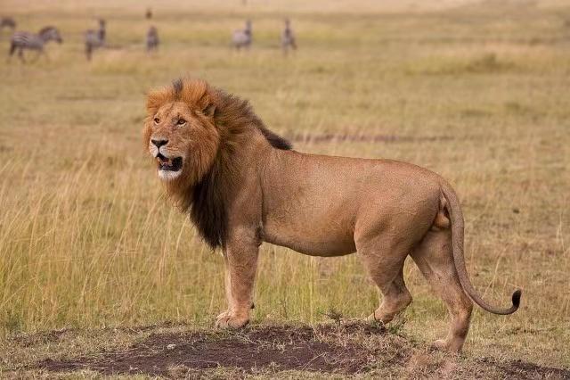 为什么老虎和狮子的争论那么大,为什么很多人认为老虎打不过狮子